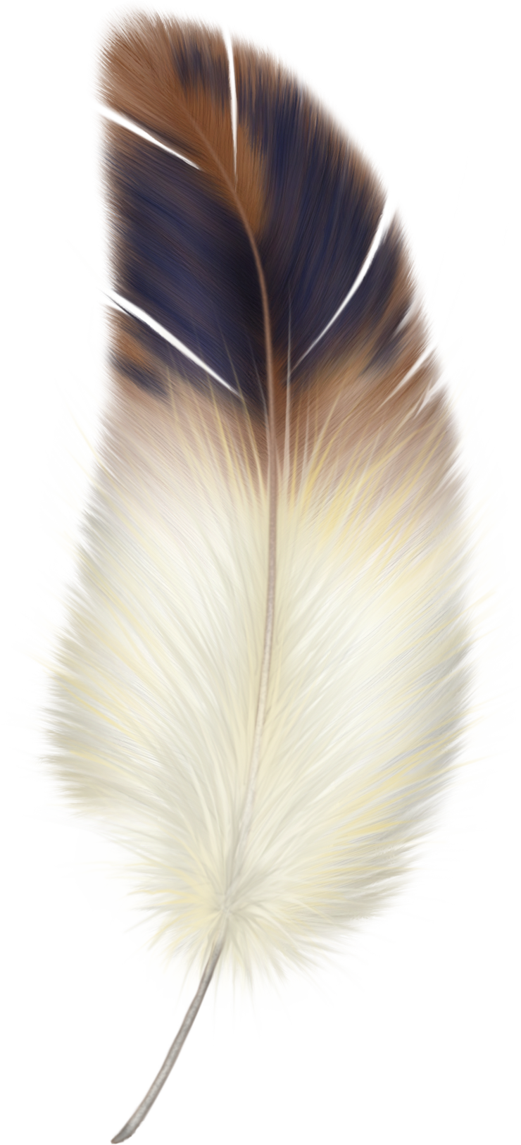 feather02_deeger4.png